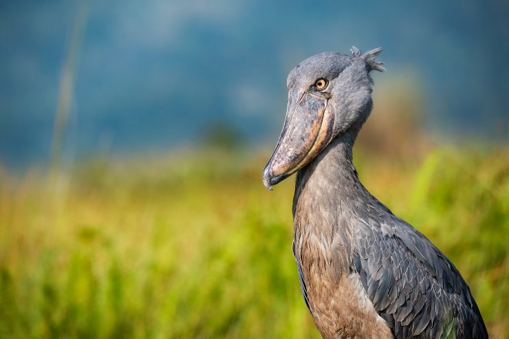 Hai mai visto questo animale_ È il più strano al mondo_ ecco dove vive