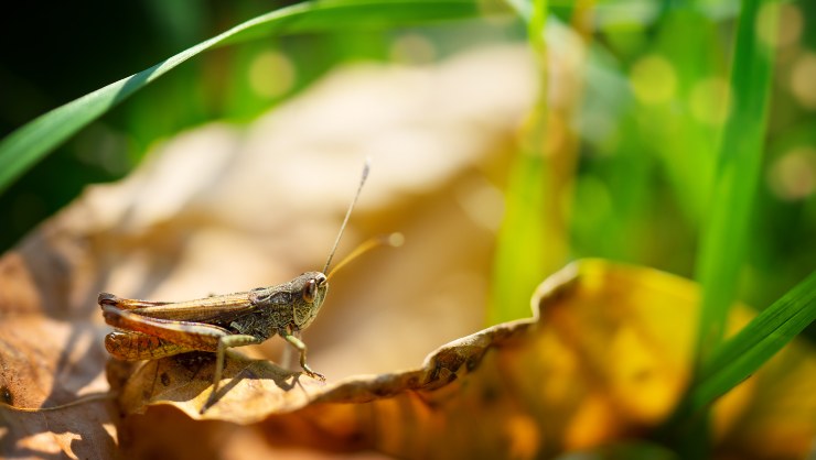 Invasione di Cavallette, allerta in molti comuni_ estate a rischio