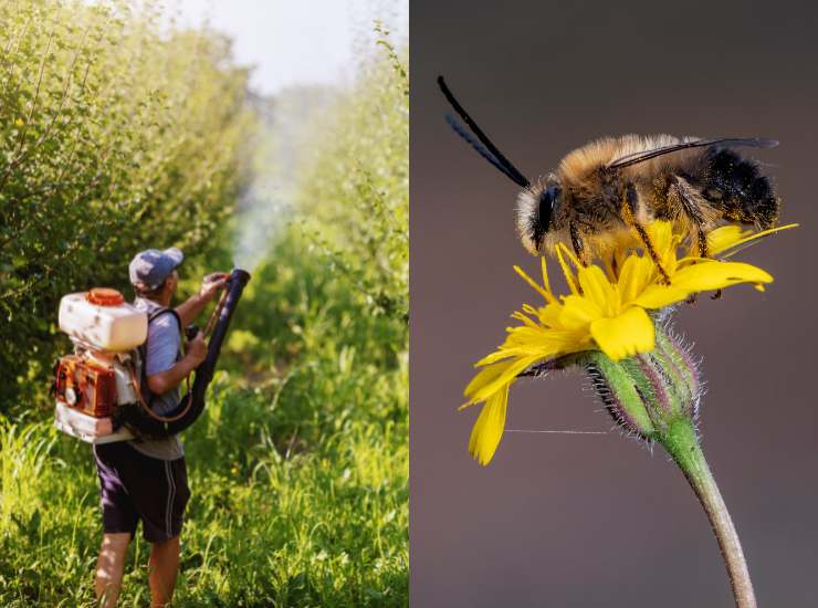 Nuove norme sui pesticidi per la salvaguardia delle api - Fonte AdobeStock