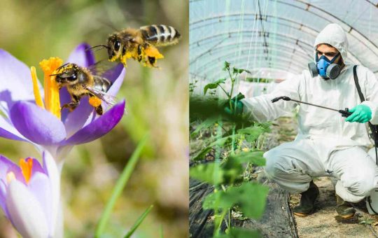 Nuove norme sui pesticidi per la salvaguardia delle api - Fonte AdobeStock