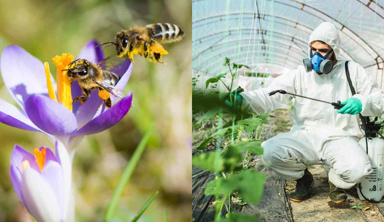 Nuove norme sui pesticidi per la salvaguardia delle api - Fonte AdobeStock