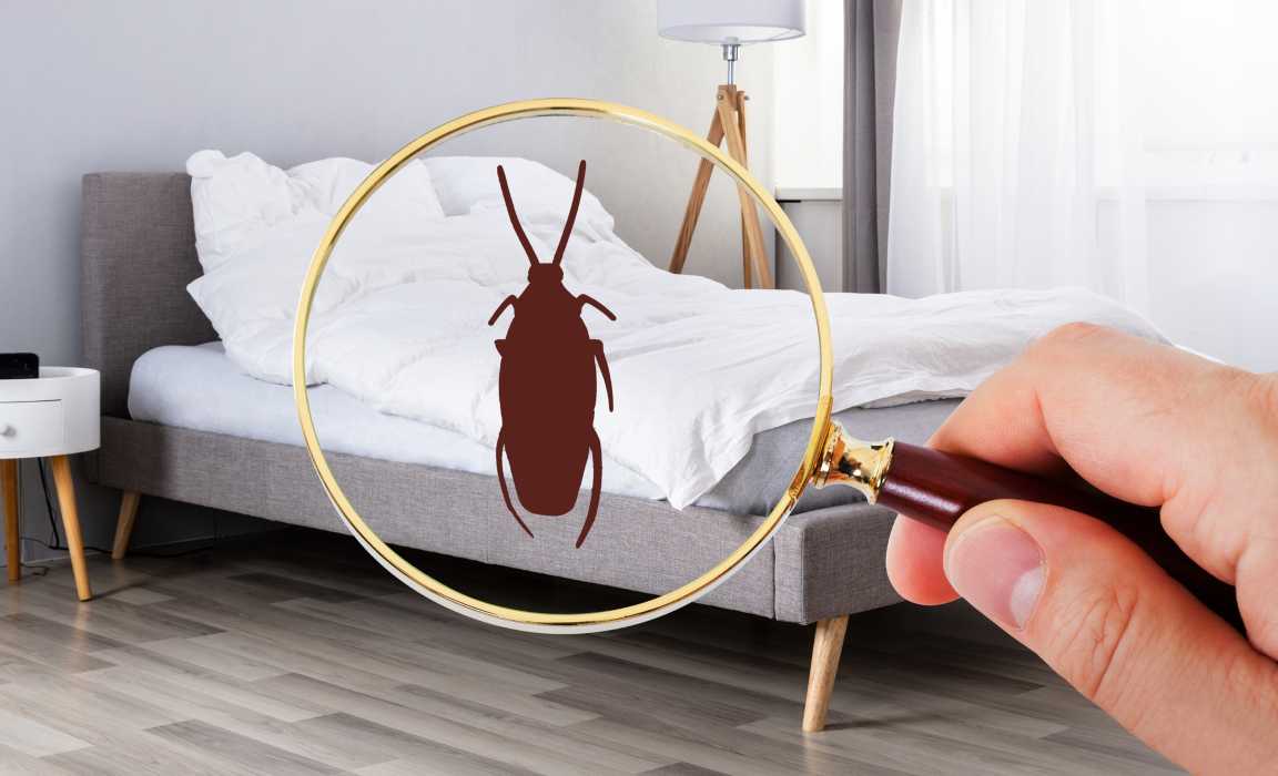 Per allontanare gli scarafaggi basta mischiare questi due ingredienti: il rimedio infallibile!