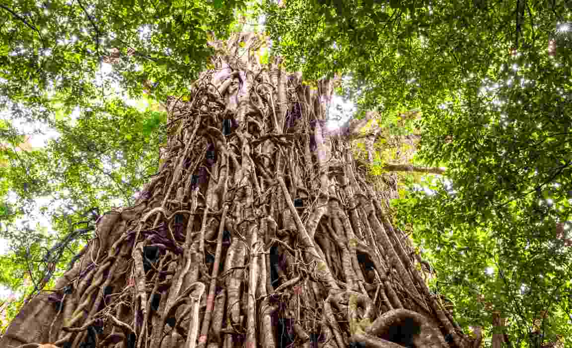 Riconosci questo gigante_ Il Fico Strangolatore si trova in Italia_ ecco dove