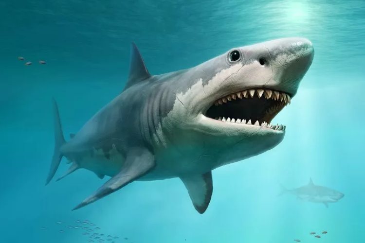 Ricostruzione realistica del megalodonte