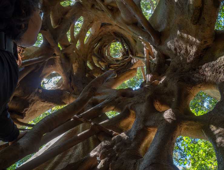 Riconosci questo gigante_ Il Fico Strangolatore si trova in Italia_ ecco dove