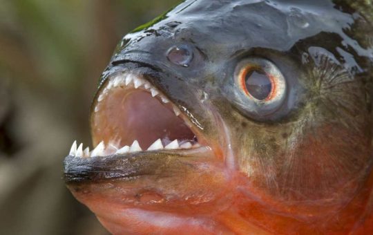 Il piranha, uno dei più pericolosi