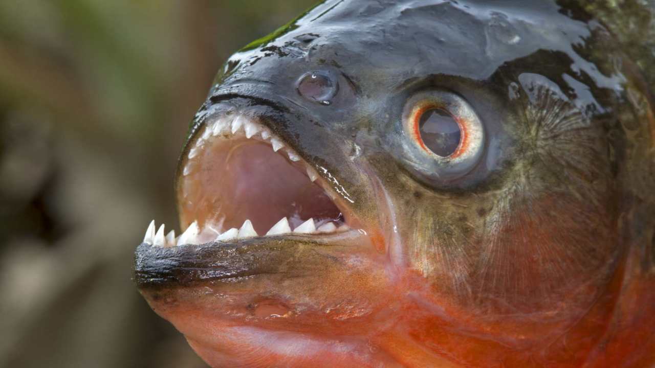 Il piranha, uno dei più pericolosi