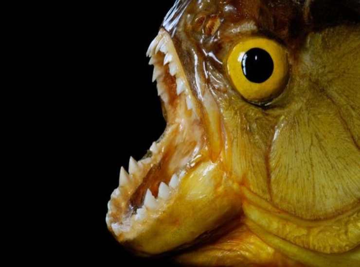 Un pesce davvero terrificante, il piranha