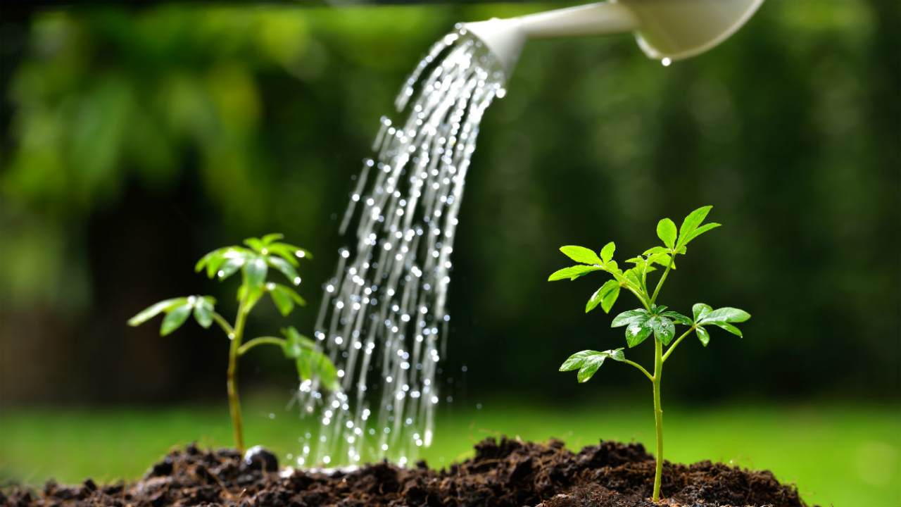 Annaffiare le piante salvaguardando l'acqua