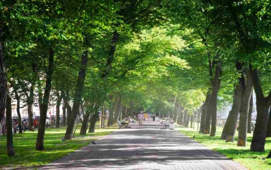 Gli alberi nelle città italiane