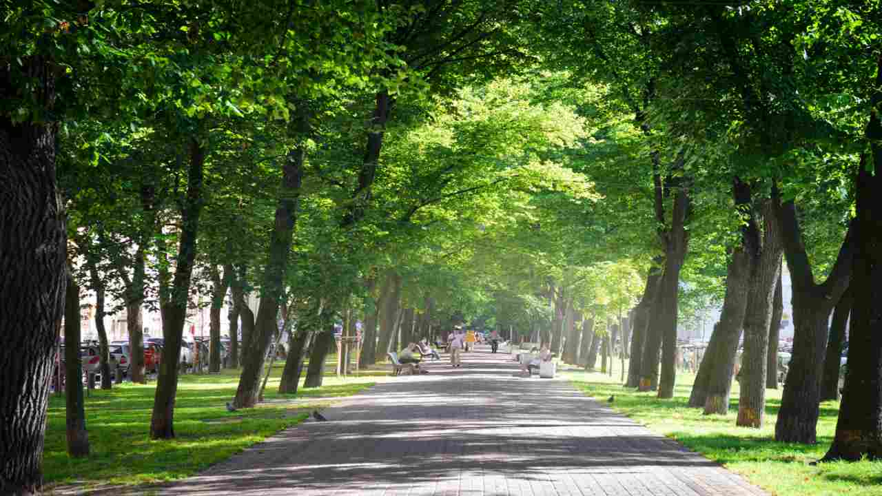 Gli alberi nelle città italiane