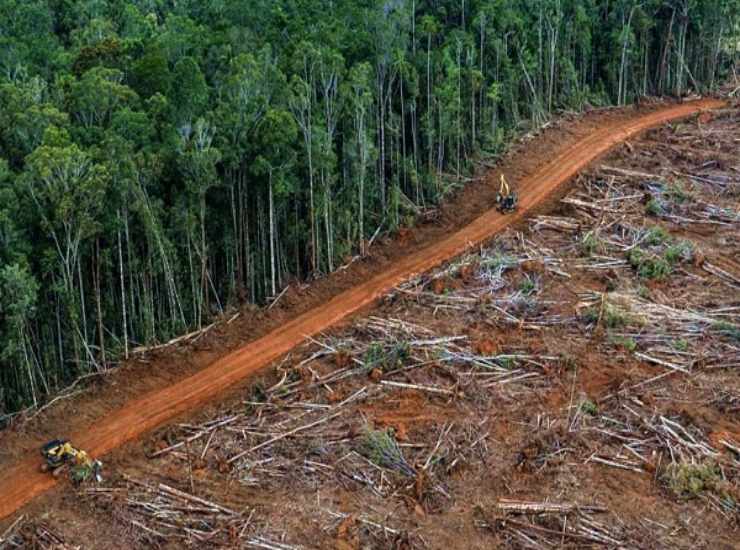 La deforestazione della foresta amazzonica, un triste primato
