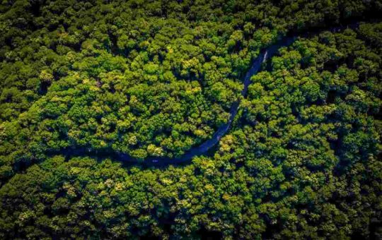 La foresta amazzonica, sempre meno alberi e foreste