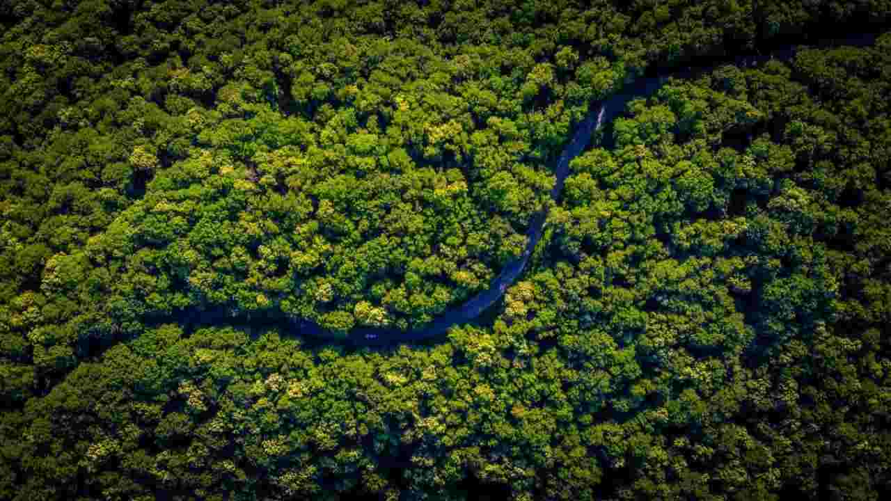 La foresta amazzonica, sempre meno alberi e foreste