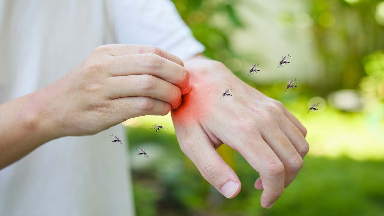 Proteggersi dalle fastidiose zanzare