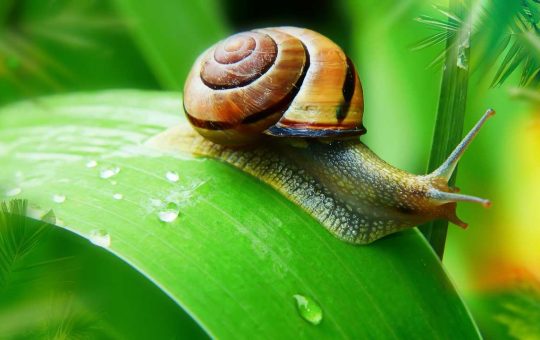 Un ingrediente dalle mille proprietà, la bava di lumaca