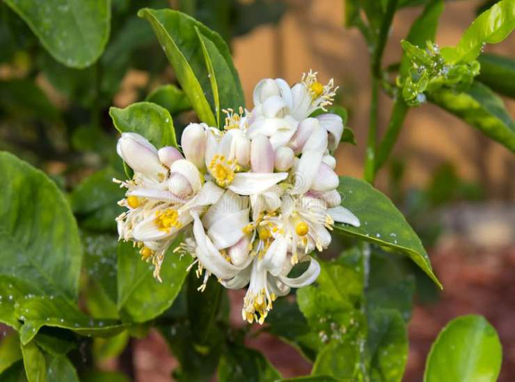 VERBENA-AL-LIMONE_Verbena al limone, un rimedio contro le zanzare