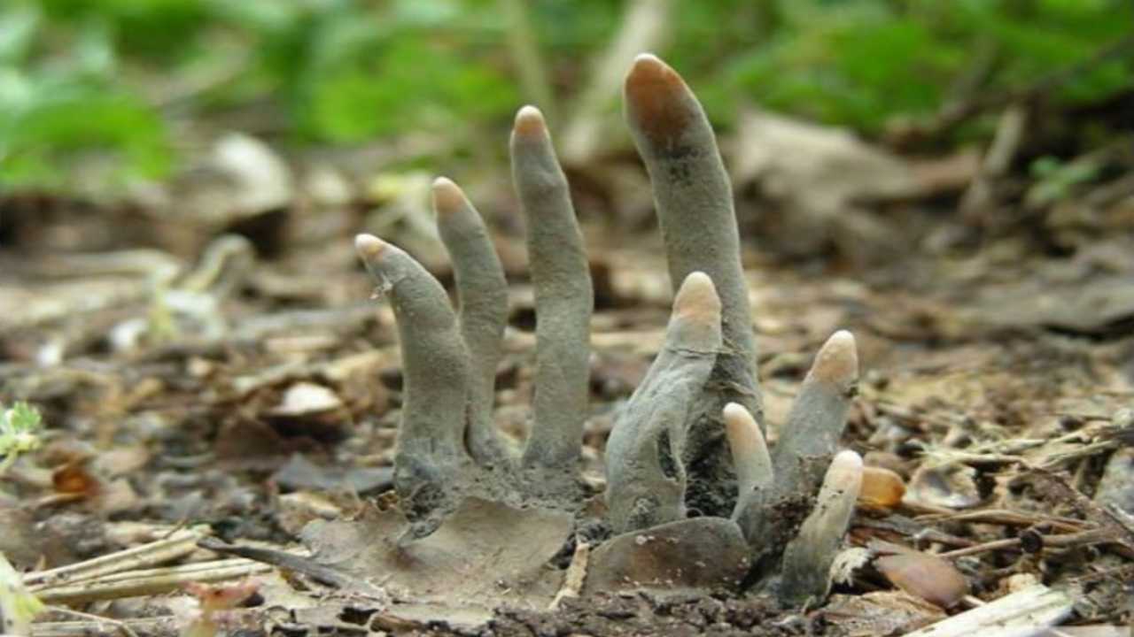 Xylaria Polymorphia o dita dell'uomo morto