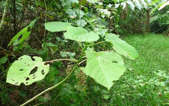 La pericolosa pianta Dendrocnide moroides, l'abero dei suicidi