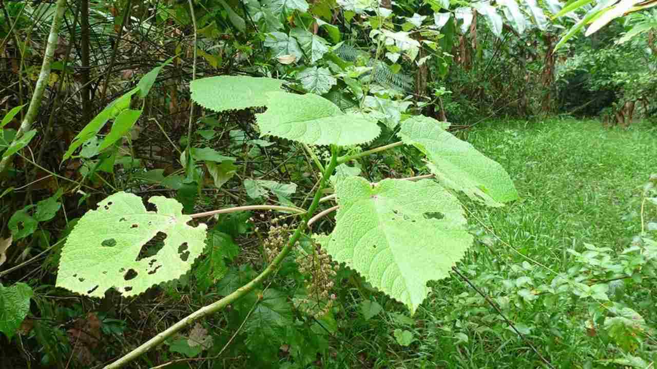 La pericolosa pianta Dendrocnide moroides, l'abero dei suicidi