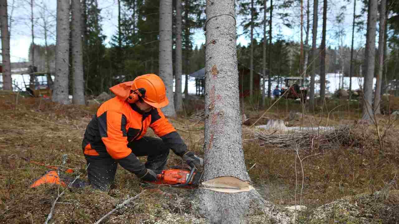 Abbattere un albero, pericoli e autorizzazioni
