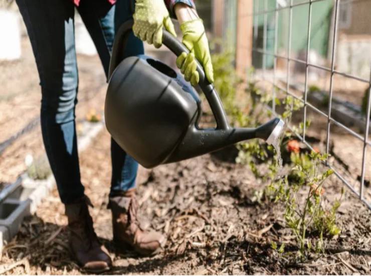 Come diserbante naturale per le erbe infestanti