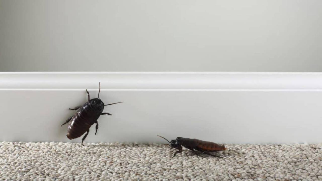 Il problema degli scarafaggi in casa, i rimedi