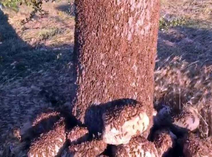 Le cavallette che infestano i campi della Sardegna