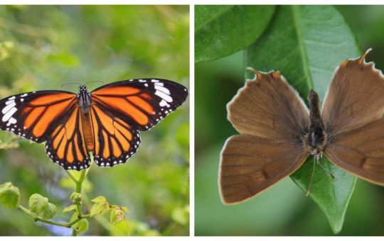 Le farfalle Monarca e Thecla
