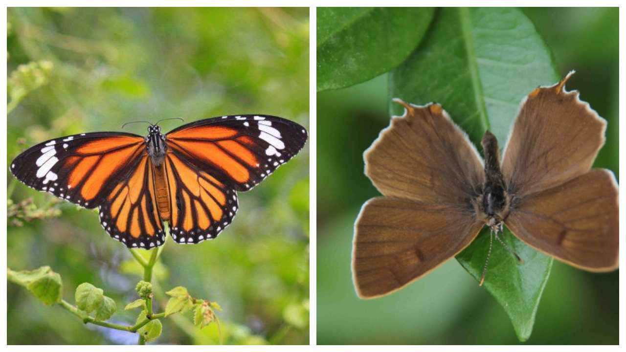 Le farfalle Monarca e Thecla