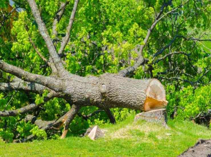 Rischio di sanzioni per chi non ha l'autorizzazione per abbattere un albero