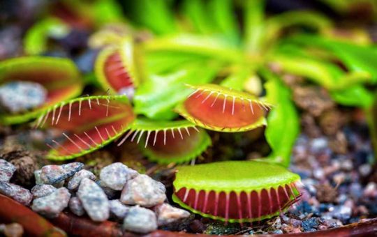 La dionaea muscipola o Venere acchiappamosche