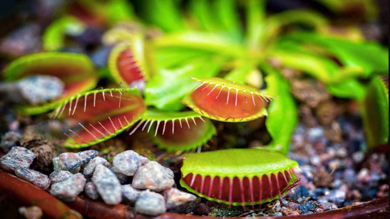 La dionaea muscipola o Venere acchiappamosche