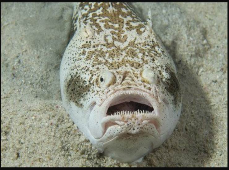 Pesce prete, attenzione al suo veleno