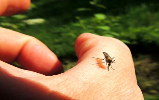 Liberarsi dalle fastidiose zanzare