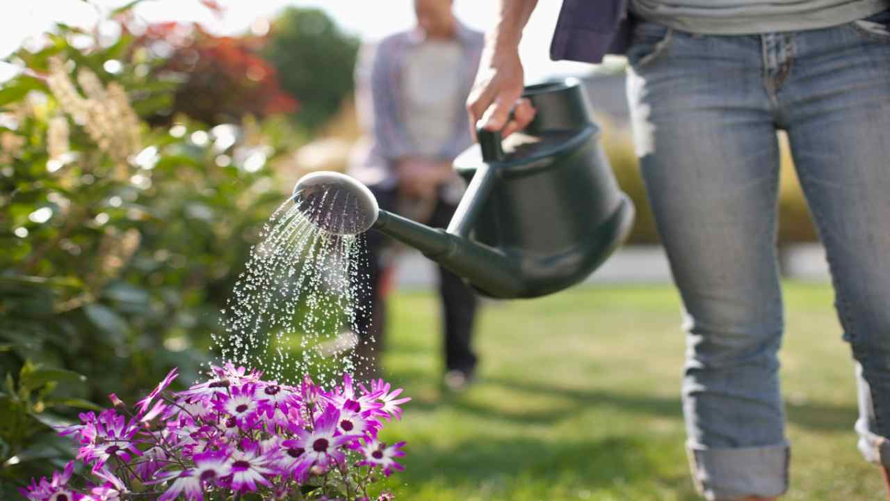 Innaffiare correttamente le piante in vaso