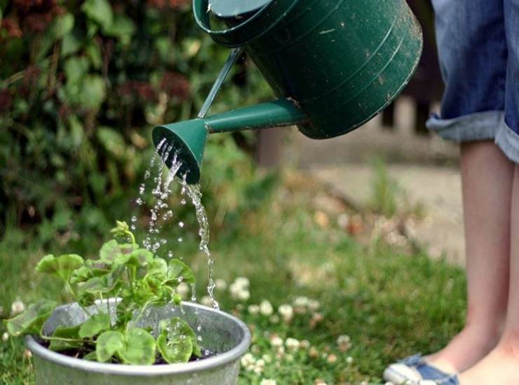 Quando e quanto innaffiare le piante e i fiori di casa