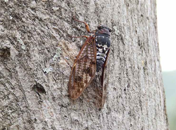 Cicala su un albero, i rimedi per liberarsene