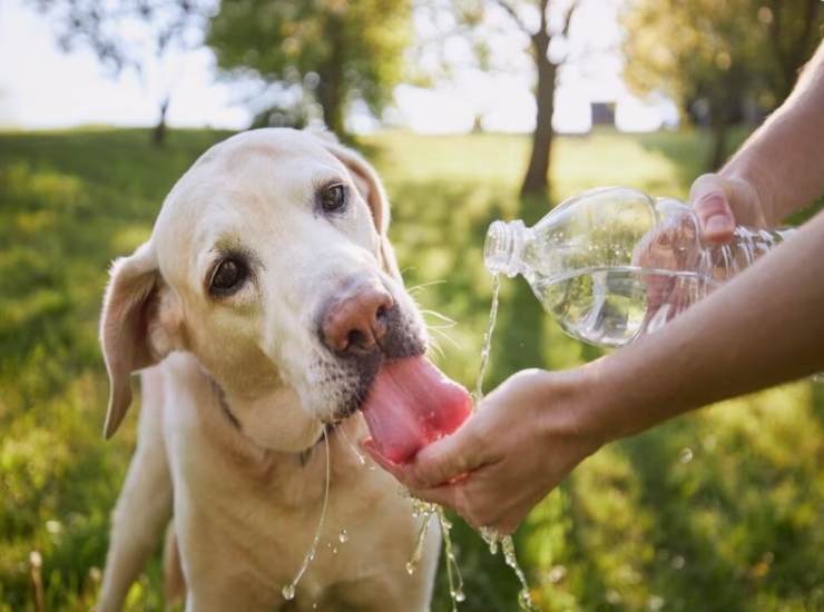 Difendere i cani dall'afa estiva