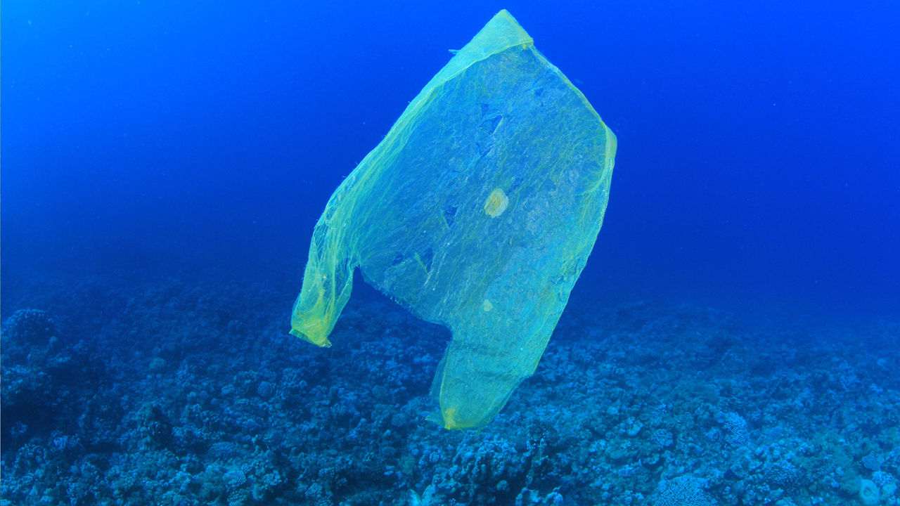 E se le bio plastiche non fossero così sicure_