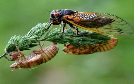 Le cicale e il loro canto rumoroso