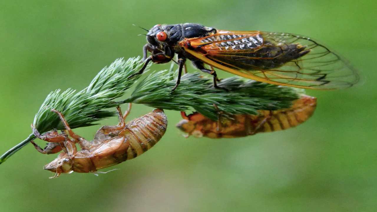 Le cicale e il loro canto rumoroso