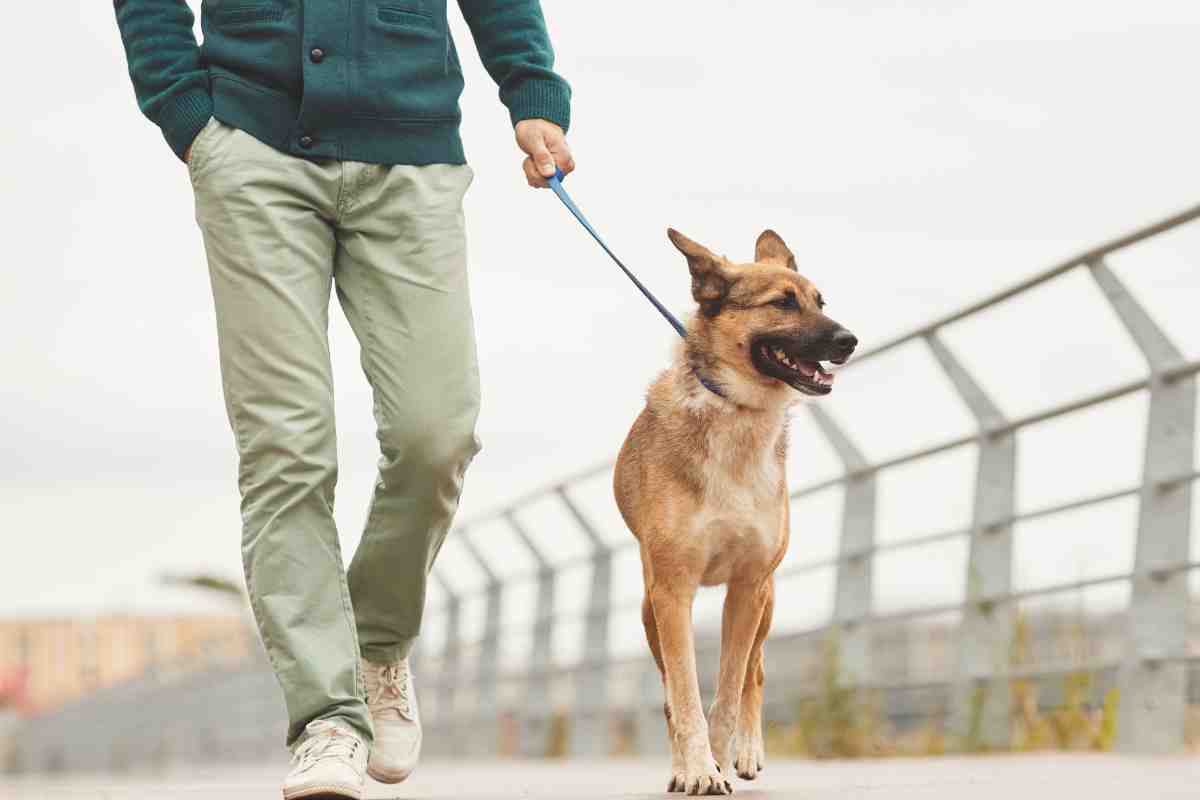 Cani a passeggio d'estate