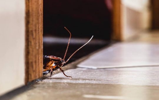 Blatte e scarafaggi in casa, come eliminarli