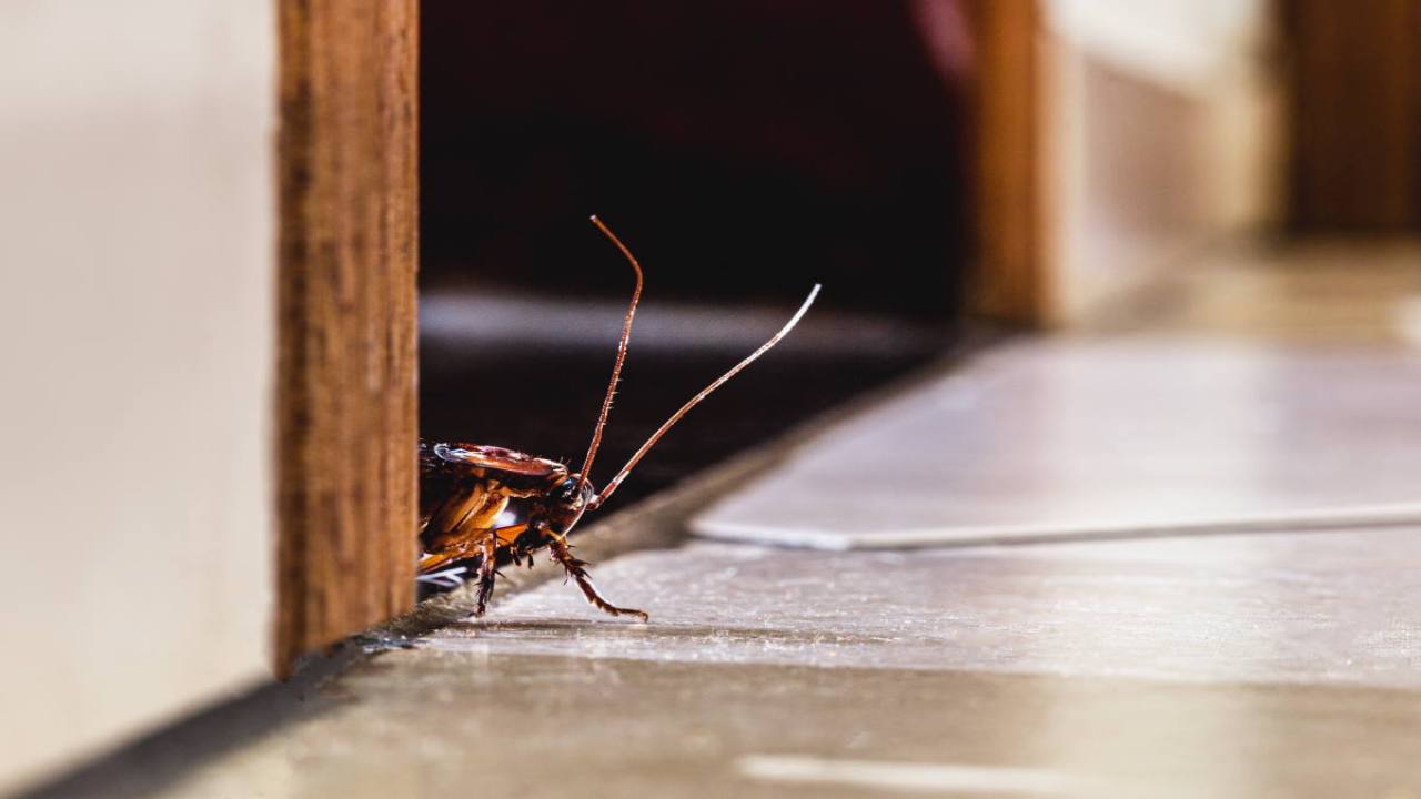 Blatte e scarafaggi in casa, come eliminarli