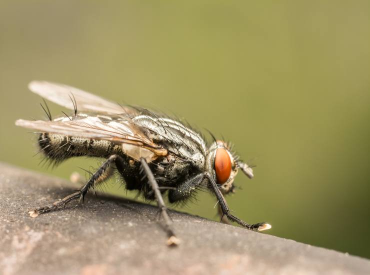 Repellenti naturali contro le mosche