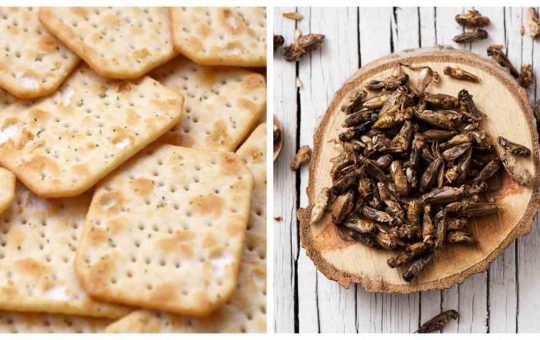 Cracker alla farina d'insetto