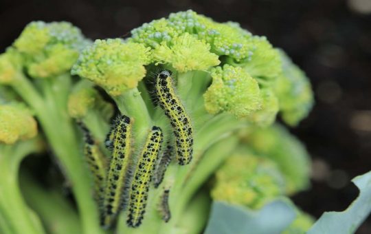 Vermi sui broccoli