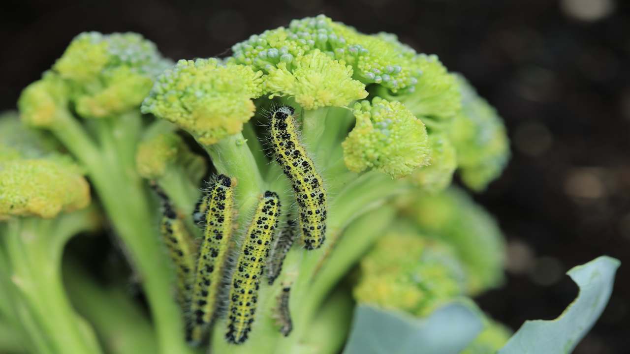 Vermi sui broccoli