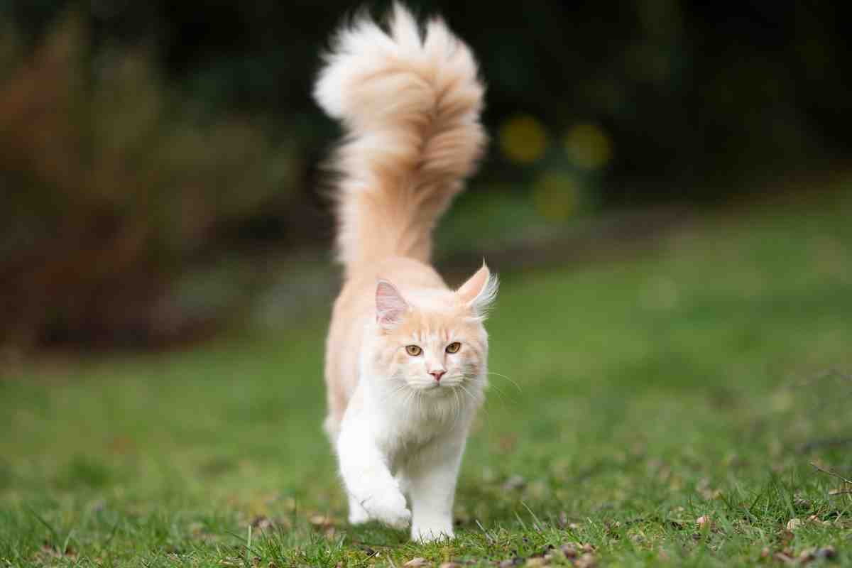 Gatto, comunicazione del corpo: la coda